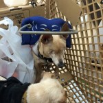 Maxwell Blind Chihuahua Halo