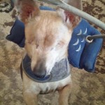 Maxwell Blind Chihuahua Halo