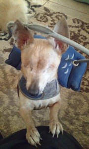 Maxwell Blind Chihuahua Halo