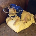 Maxwell Blind Chi Halo