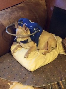 Maxwell Blind Chi Halo
