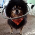 Megatron Blind Pomeranian blind dog halo
