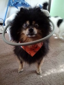 Megatron Blind Pomeranian blind dog halo