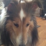 Mia Blind Sheltie Halo