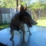 Mia Blind Jack Russell Halo