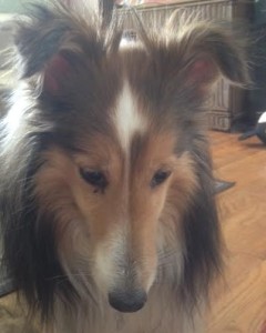 Mia Blind Sheltie Halo
