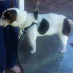 Mia Blind Jack Russell Halo