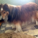 Mia blind Shetland Sheepdog Halo