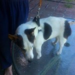 Mia Blind Jack Russell Halo