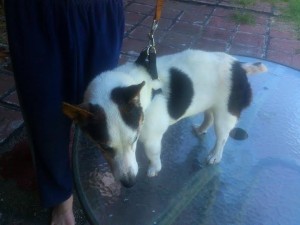 Mia Blind Jack Russell Halo