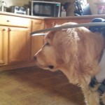 Natty Blind Golden Retriever Halo