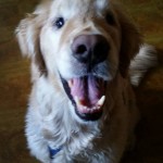 Natty Blind Golden Retriever Halo