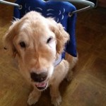 Natty Blind Golden Retriever Halo