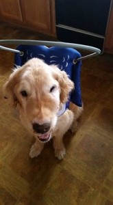 Natty Blind Golden Retriever Halo