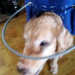 Natty Blind Golden Retriever Halo