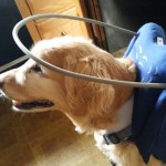 Natty Blind Golden Retriever Halo