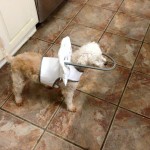 Peaches Blind Poodle Halo