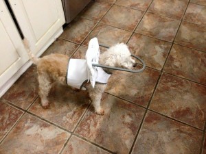 Peaches Blind Poodle Halo