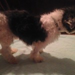 Quinn Blind Shih Tzu Halo