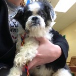 Quinn Blind Shih Tzu Halo