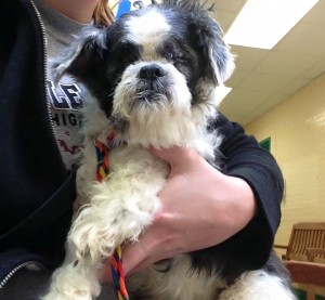 Quinn Blind Shih Tzu Halo