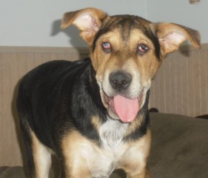 Seeley Blind Hound Halo
