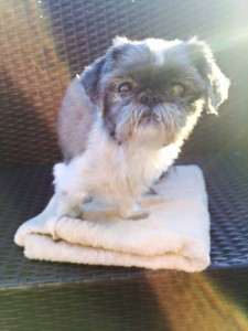 Tilly Blind Shih Tzu
