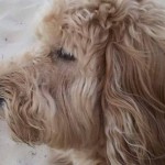 Zoey bind senior Goldendoodle