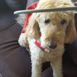 Zoey Blind Goldendoodle Halo