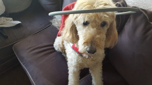 Zoey Blind Goldendoodle Halo