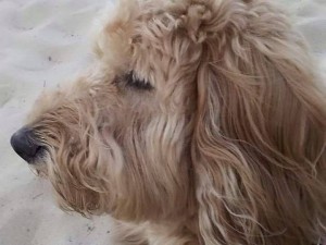 Zoey bind senior Goldendoodle