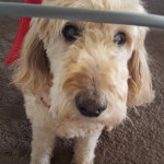 Zoey Blind Goldendoodle Halo