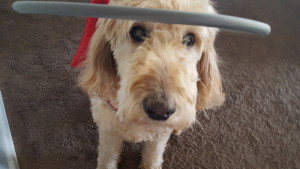 Zoey Blind Goldendoodle Halo