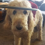 Zoey Blind Goldendoodle