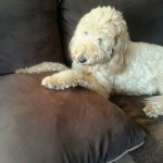 Zoey Blind Goldennoodle