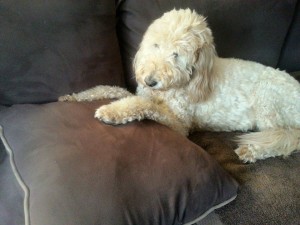 Zoey Blind Goldennoodle
