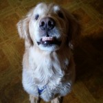 Natty Blind Golden Retriever Halo