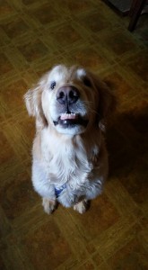 Natty Blind Golden Retriever Halo