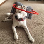 Buster Blind Beagle/Jack Russell Halo