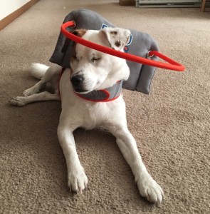 Buster Blind Beagle/Jack Russell Halo