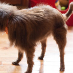 Sierra Blind Pomeranian Halo