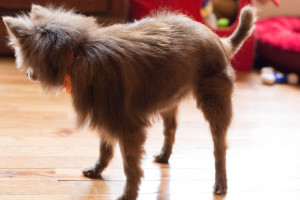 Sierra Blind Pomeranian Halo