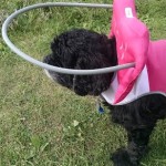Dolly Blind Cocker Spaniel Halo