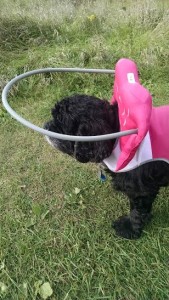 Dolly Blind Cocker Spaniel Halo