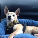 Maxwell Blind Chihuahua Halo