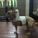 Wickett Blind Chihuahua mix Halo