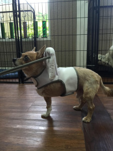 Wickett Blind Chihuahua mix Halo
