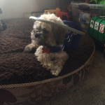 Tucker Blind Shih Tzu Halo