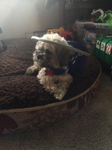 Tucker Blind Shih Tzu Halo