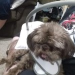 Hershey Blind Shih Tzu Halo